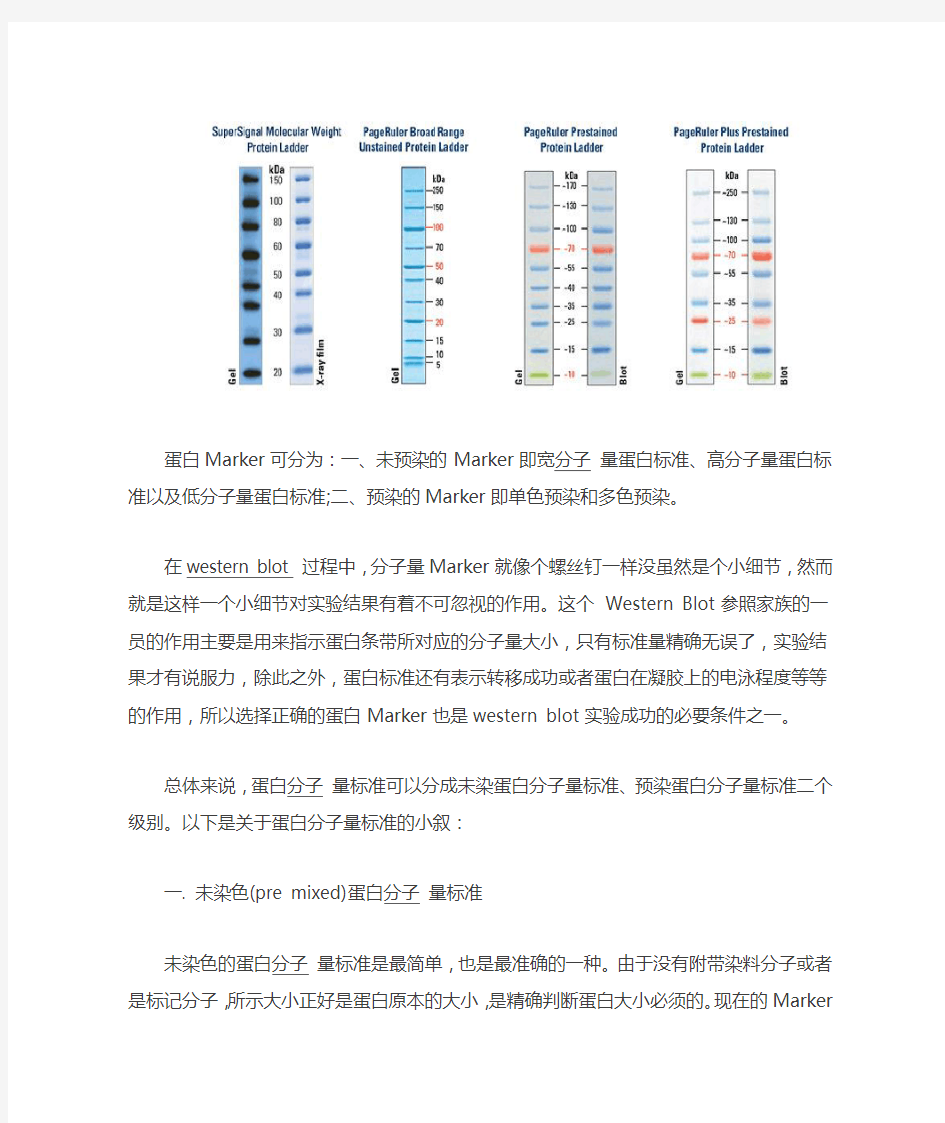 蛋白标准品(Marker)知识汇总