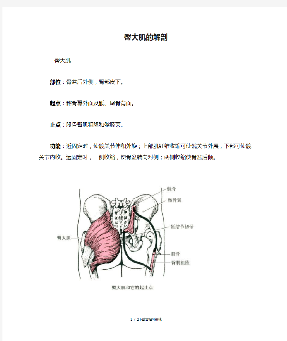 臀大肌的解剖