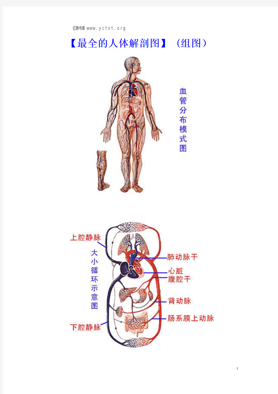 人体解剖图(学医的必须看)