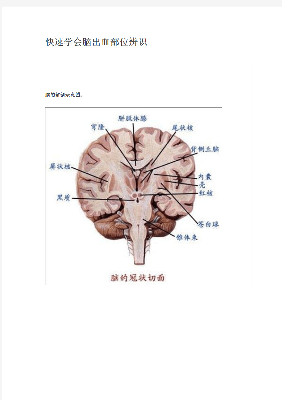 脑部CT结构