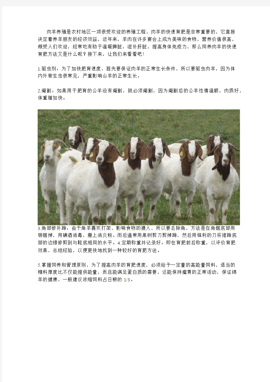 养殖肉羊的快速育肥方法