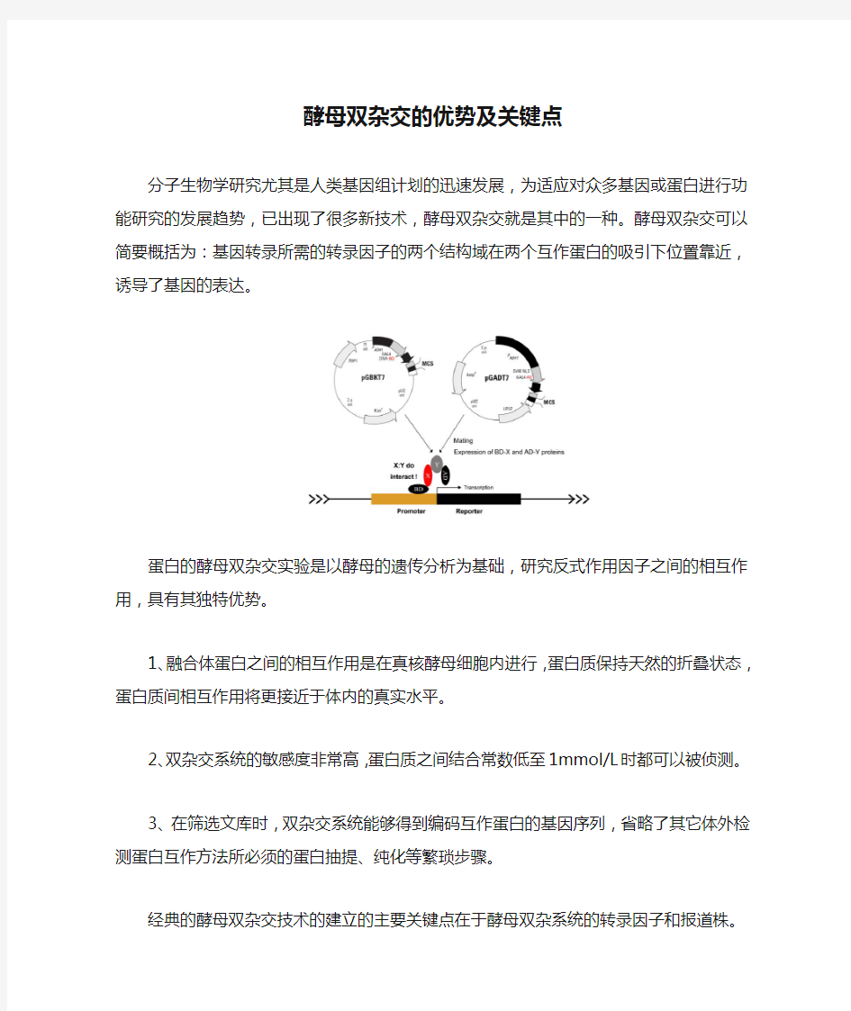 酵母双杂交的优势及关键点