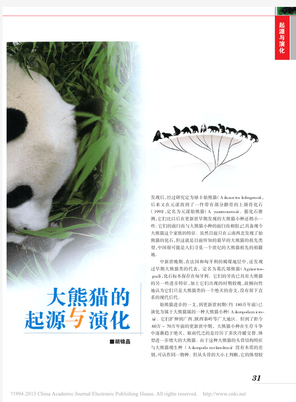 大熊猫的起源与演化_胡锦矗