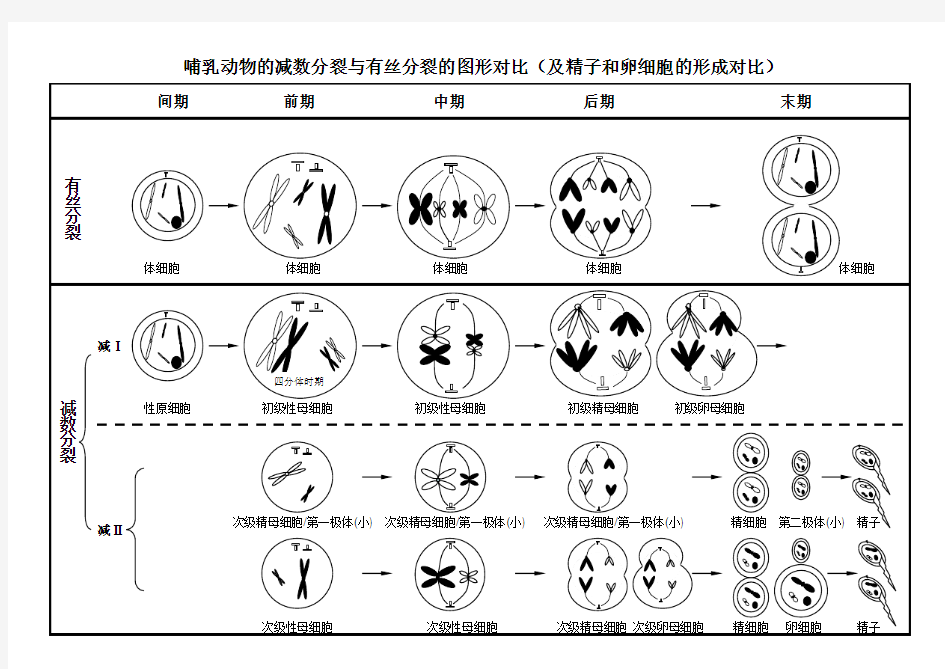 (完整版)减数分裂与有丝分裂图形及曲线绘制汇总