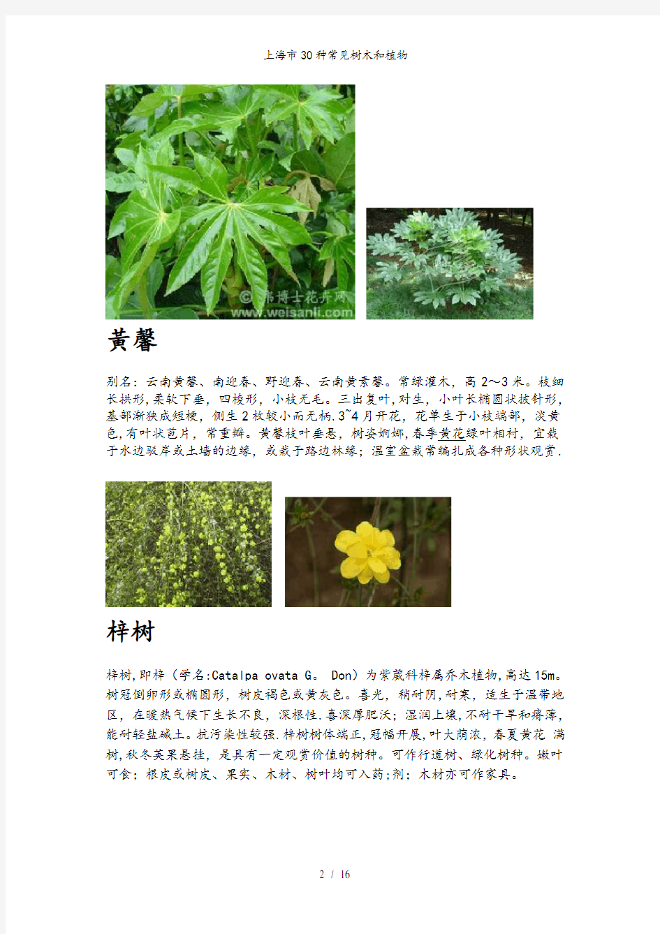 上海市30种常见树木和植物