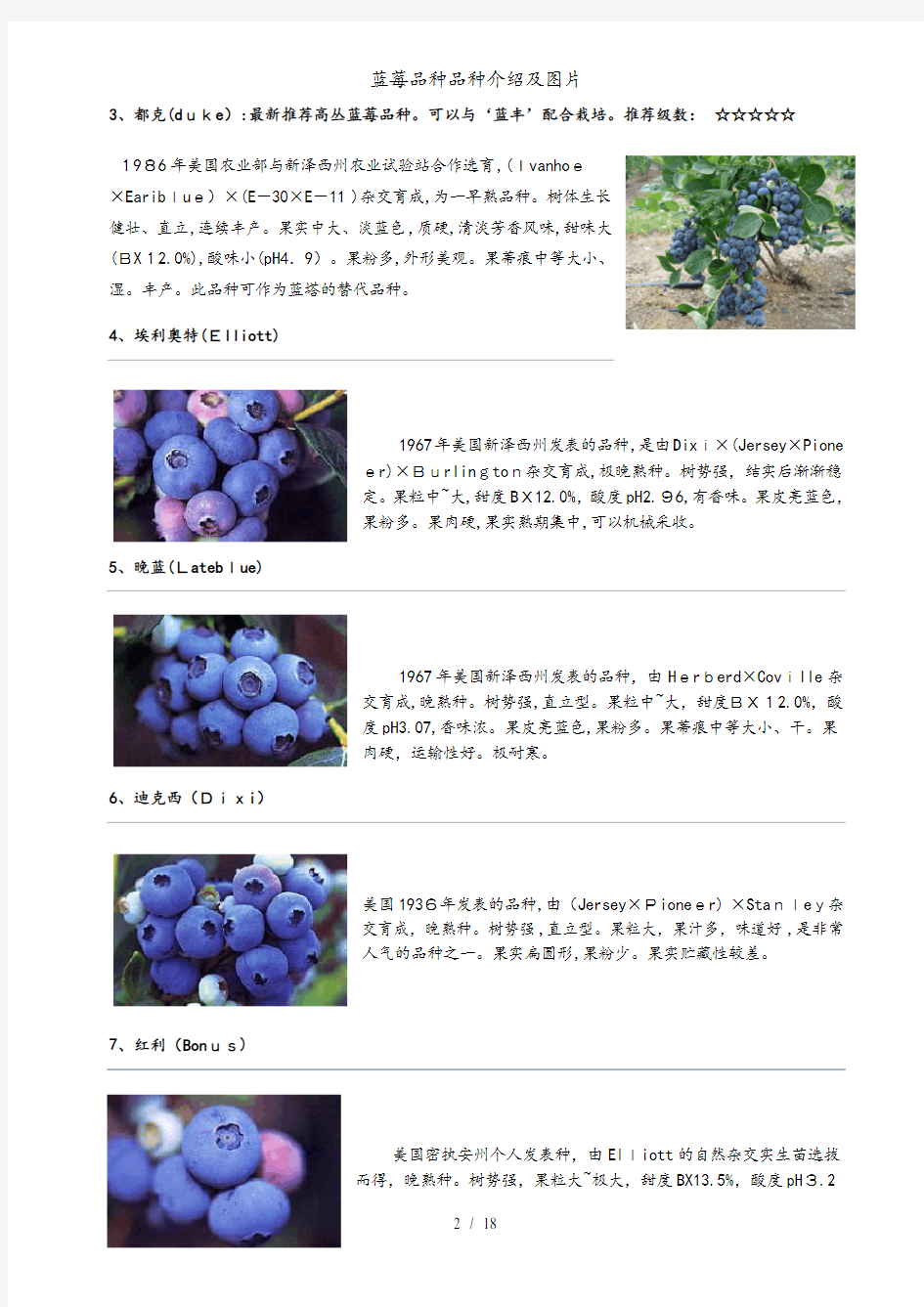 蓝莓品种品种介绍及图片
