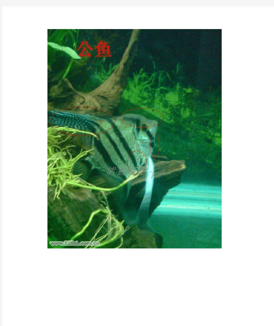 燕鱼公母区分