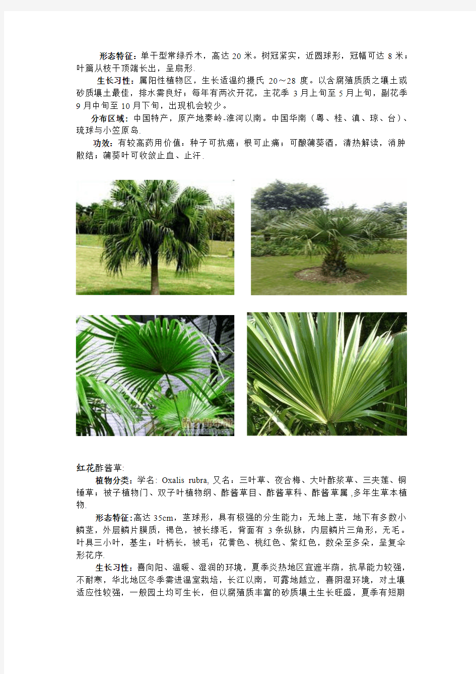 湖南文理学院校园植物图片库