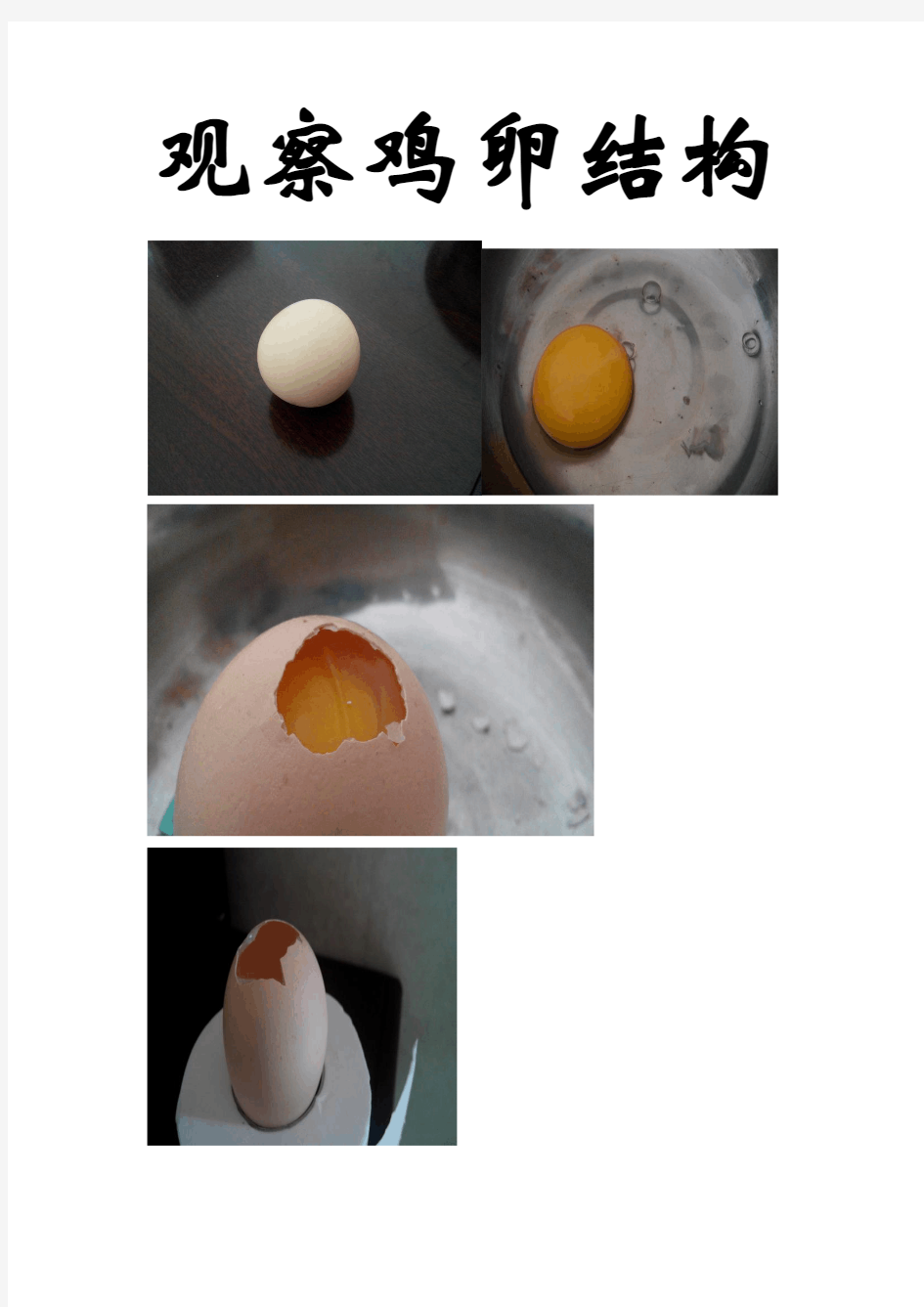 观察鸡卵结构