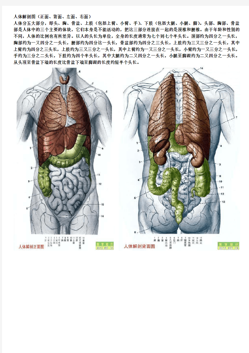 人体解剖图