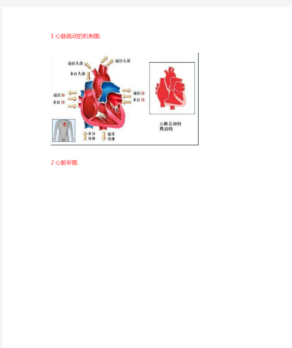 人体血液循环系统精华彩图