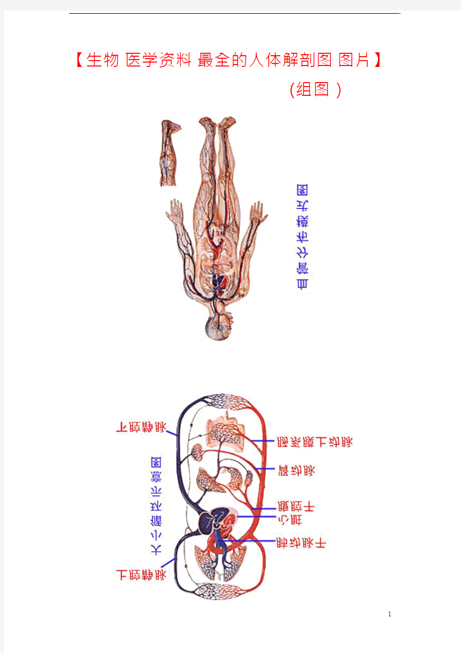 生物 医学资料 最全的人体解剖图 图片
