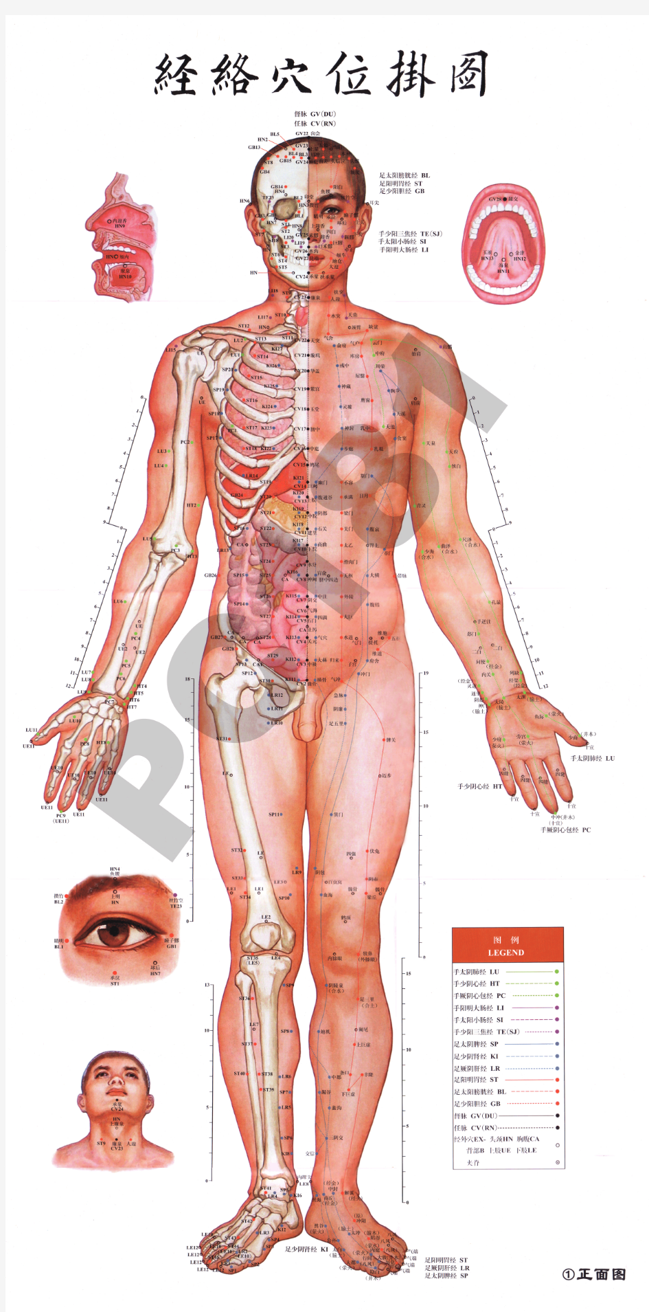 高清晰经络穴位图一 正面