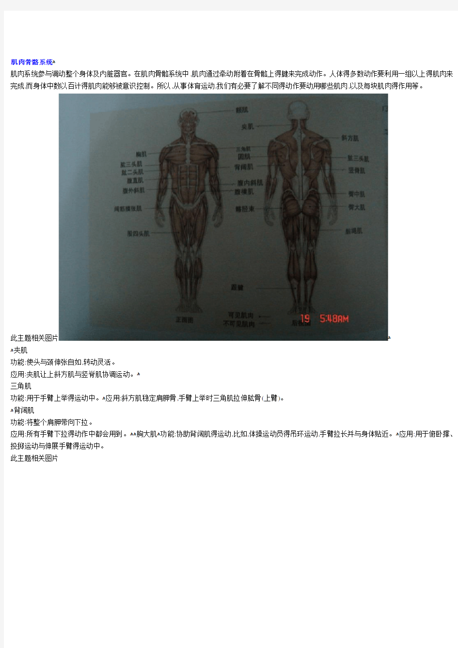 各块肌肉功能与图解