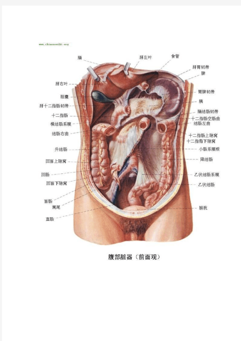 人体内脏分布图
