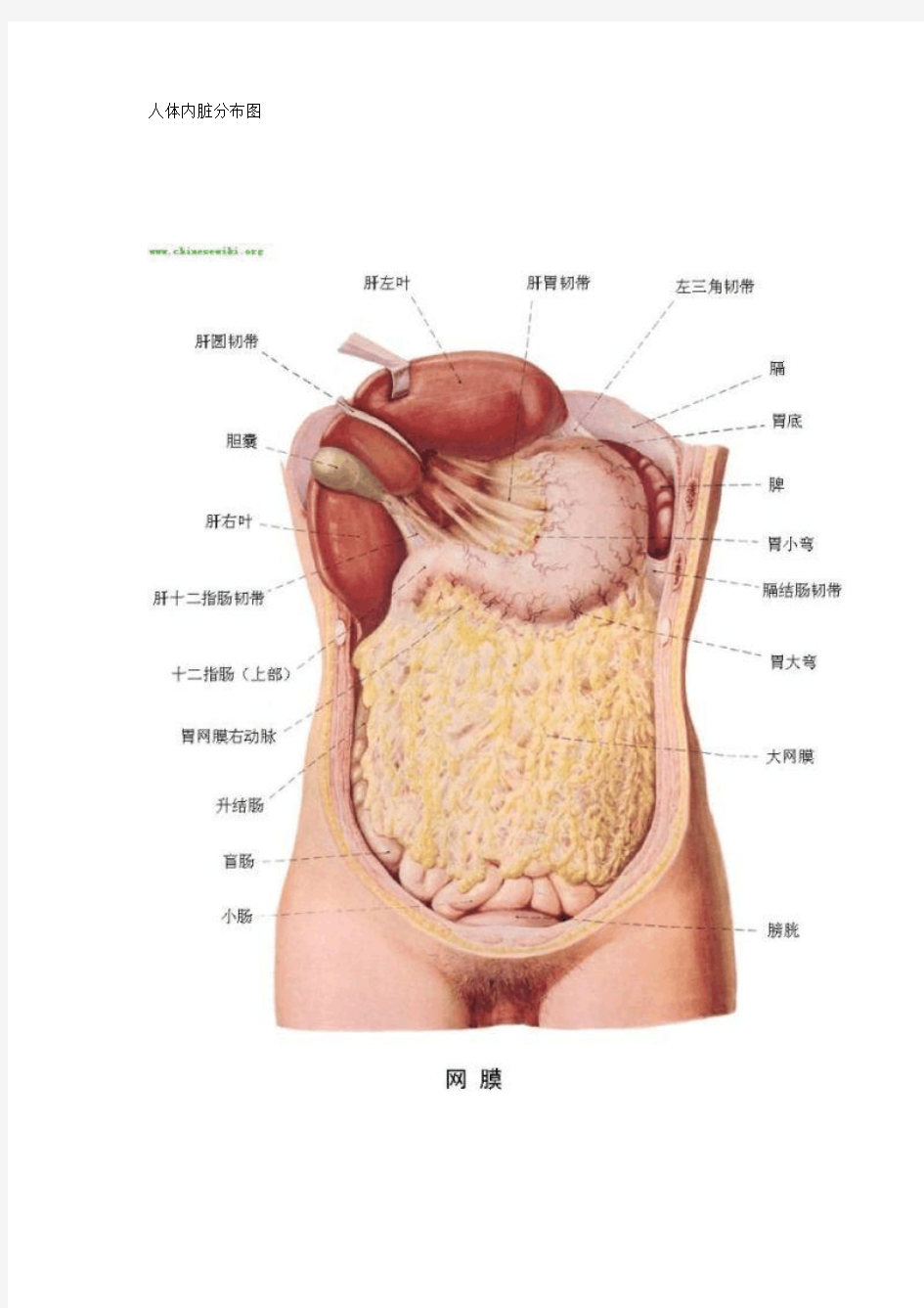 人体内脏分布图