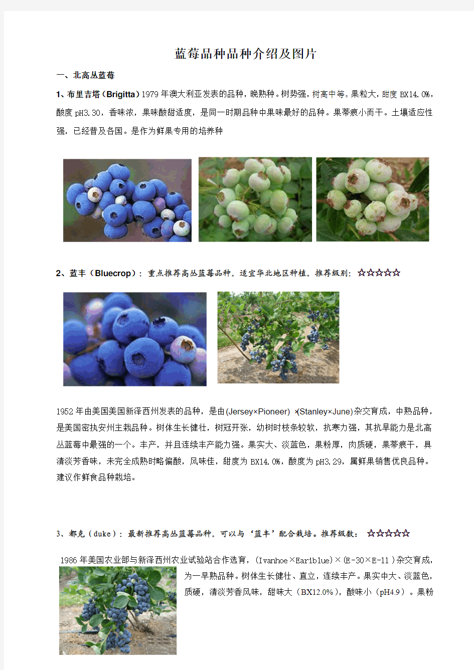 蓝莓的品种介绍及图片