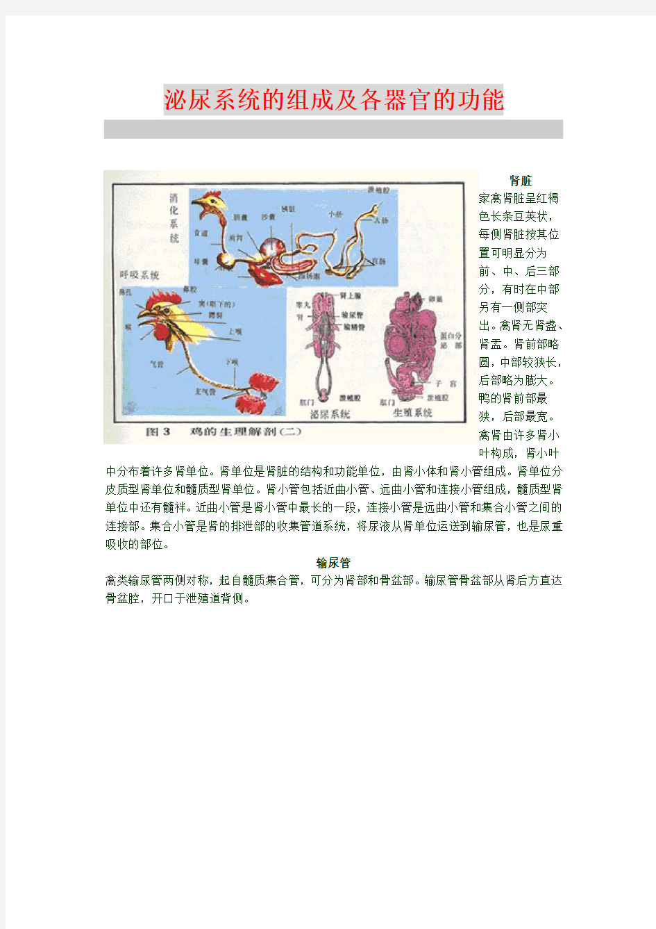 泌尿系统的组成及各器官的功能