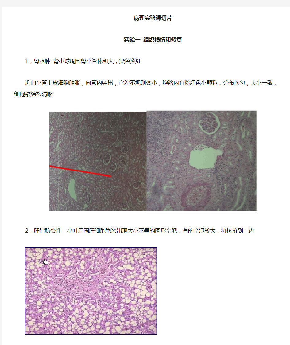 病理学切片和标本