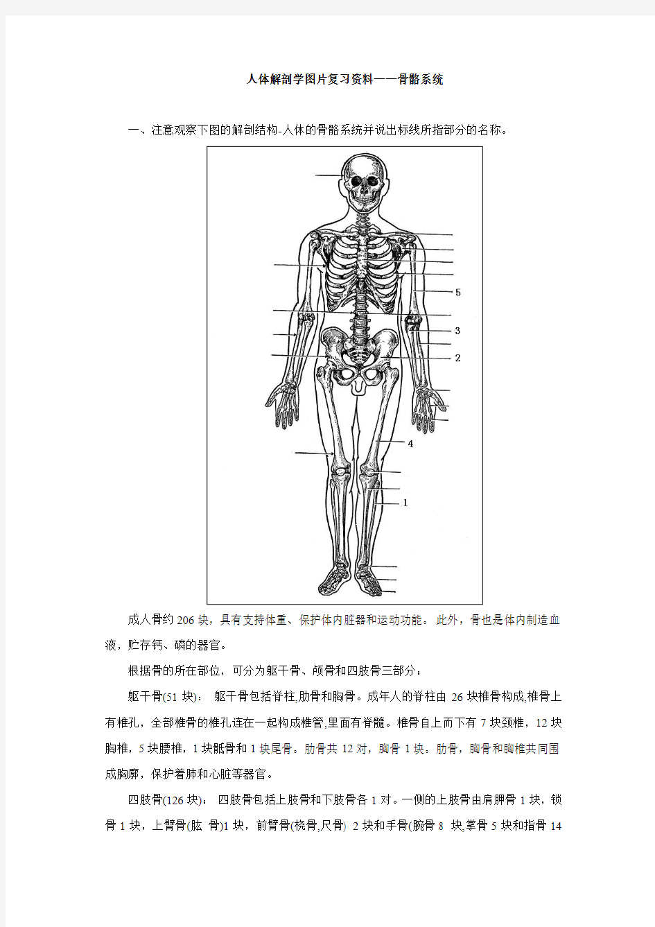 解剖学图片复习资料-骨骼