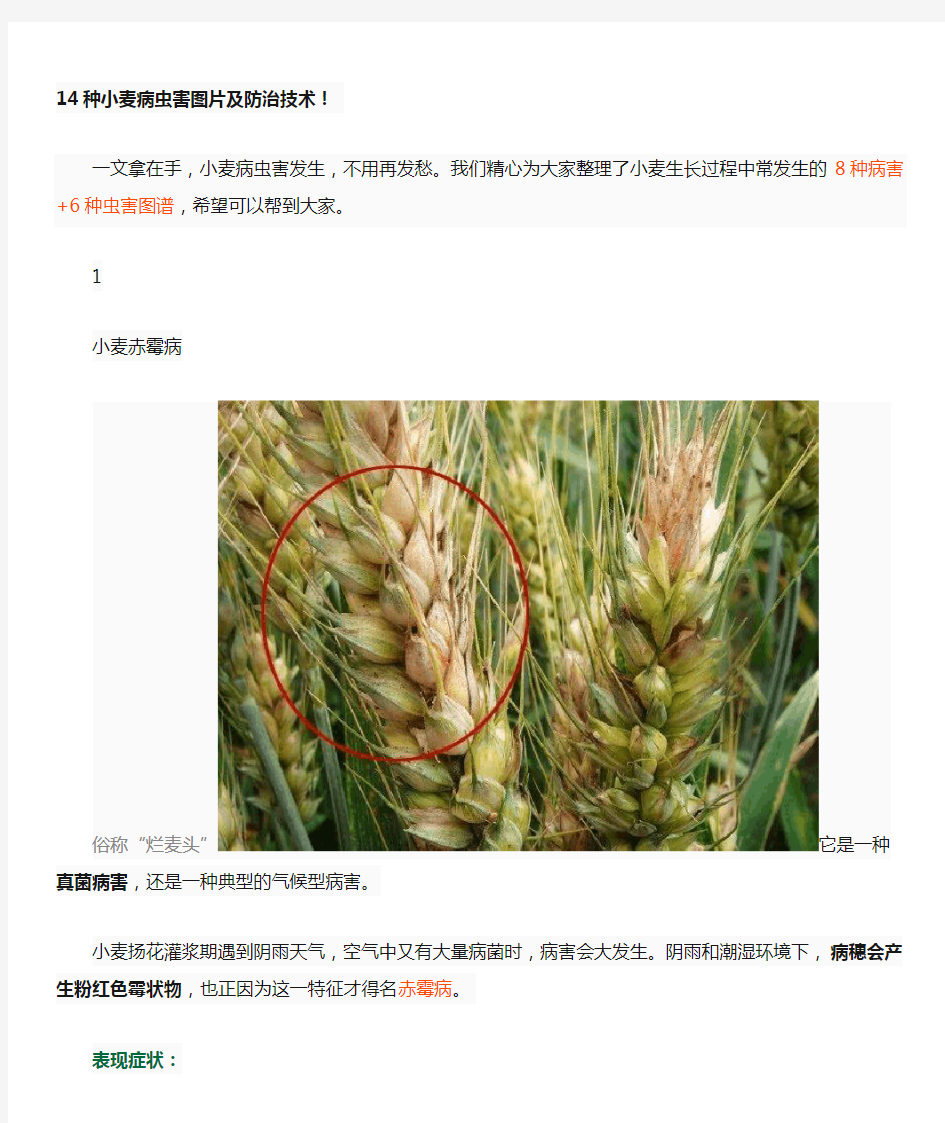 14种小麦病虫害图片及防治技术