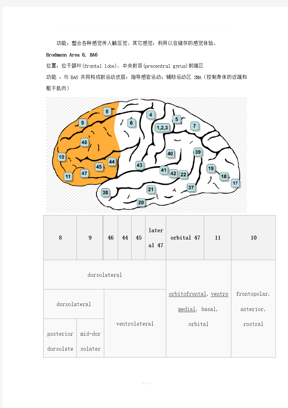 大脑的解剖结构和功能——布鲁德曼分区