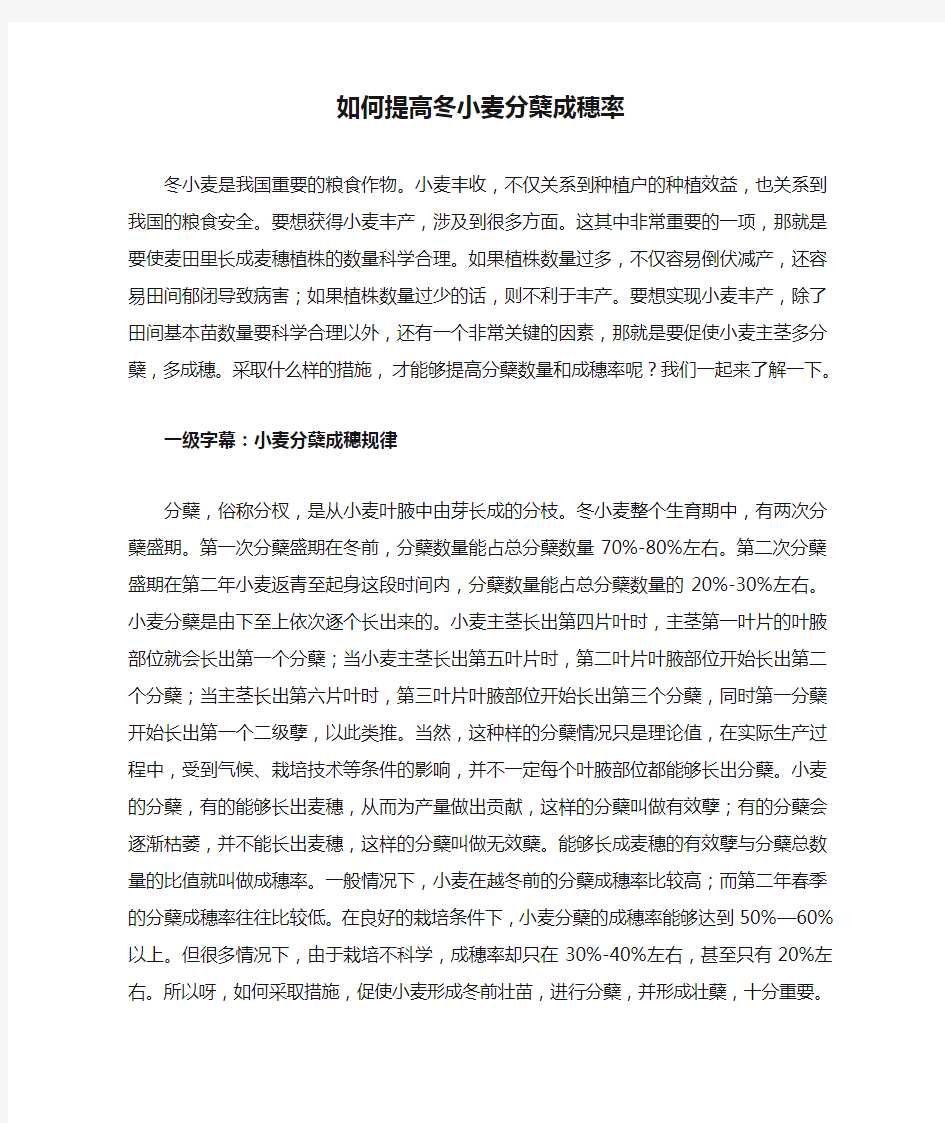 如何提高冬小麦分蘖成穗率