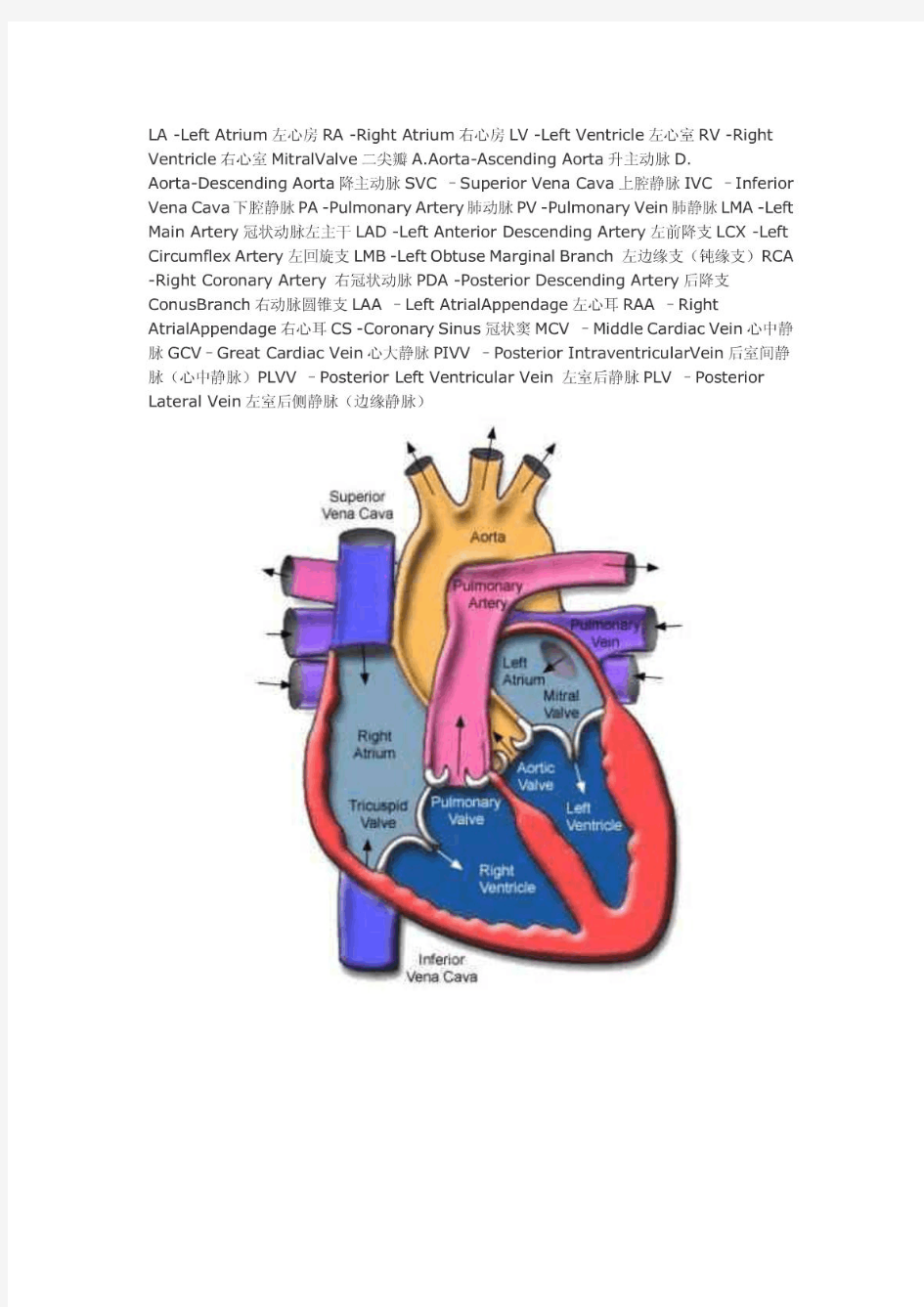 心脏CT解剖图谱