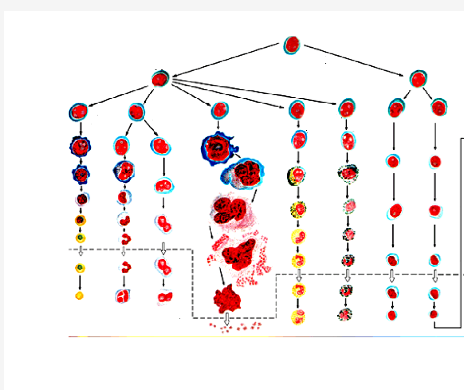 血细胞发育模式图
