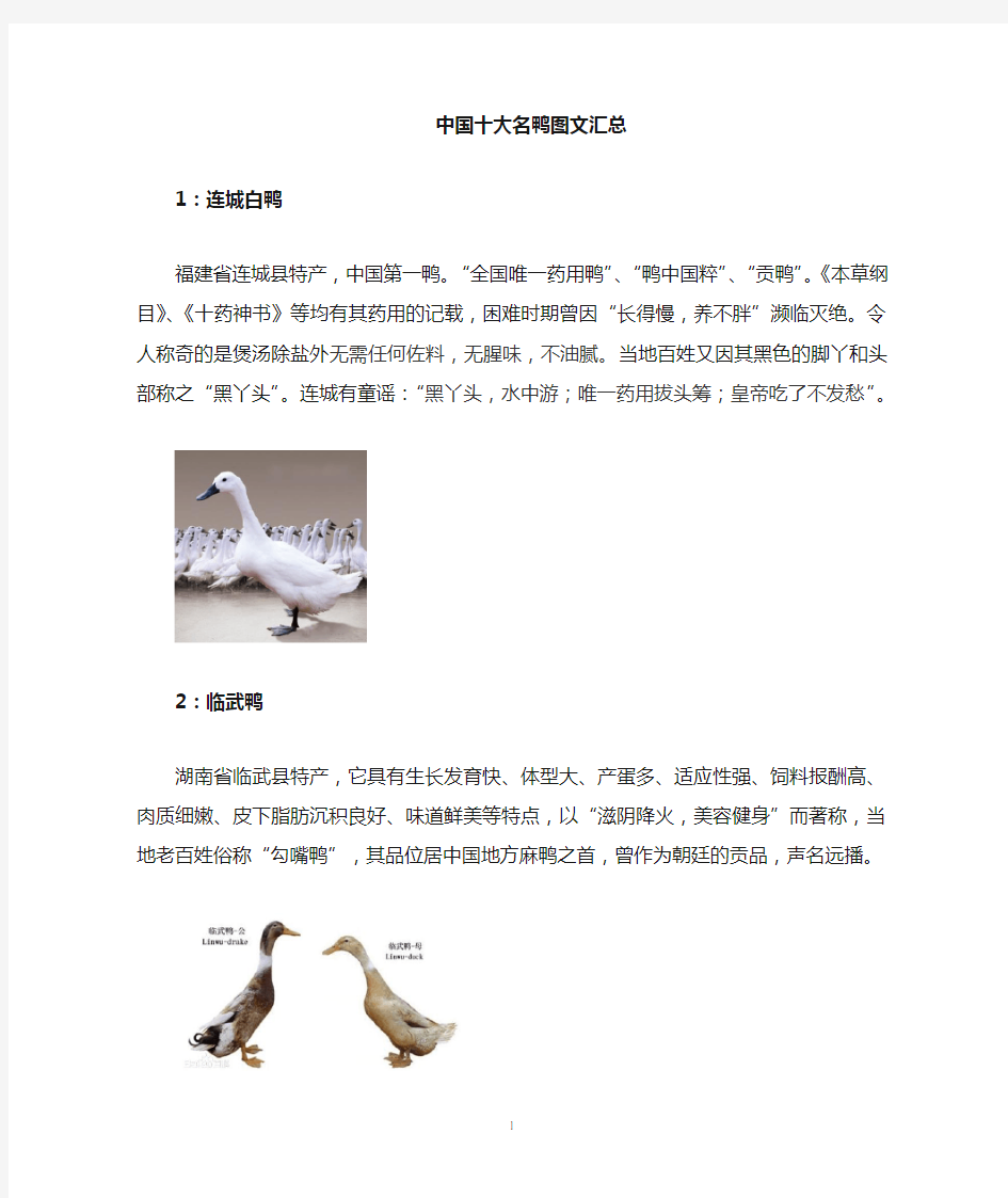 中国十大名牌鸭子图文汇总