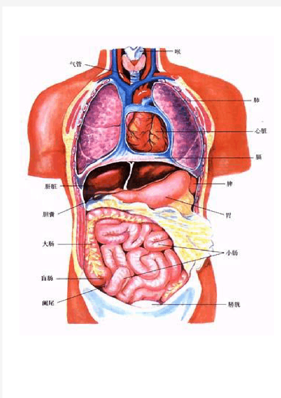 人体内脏器官解剖图_2012制定解读