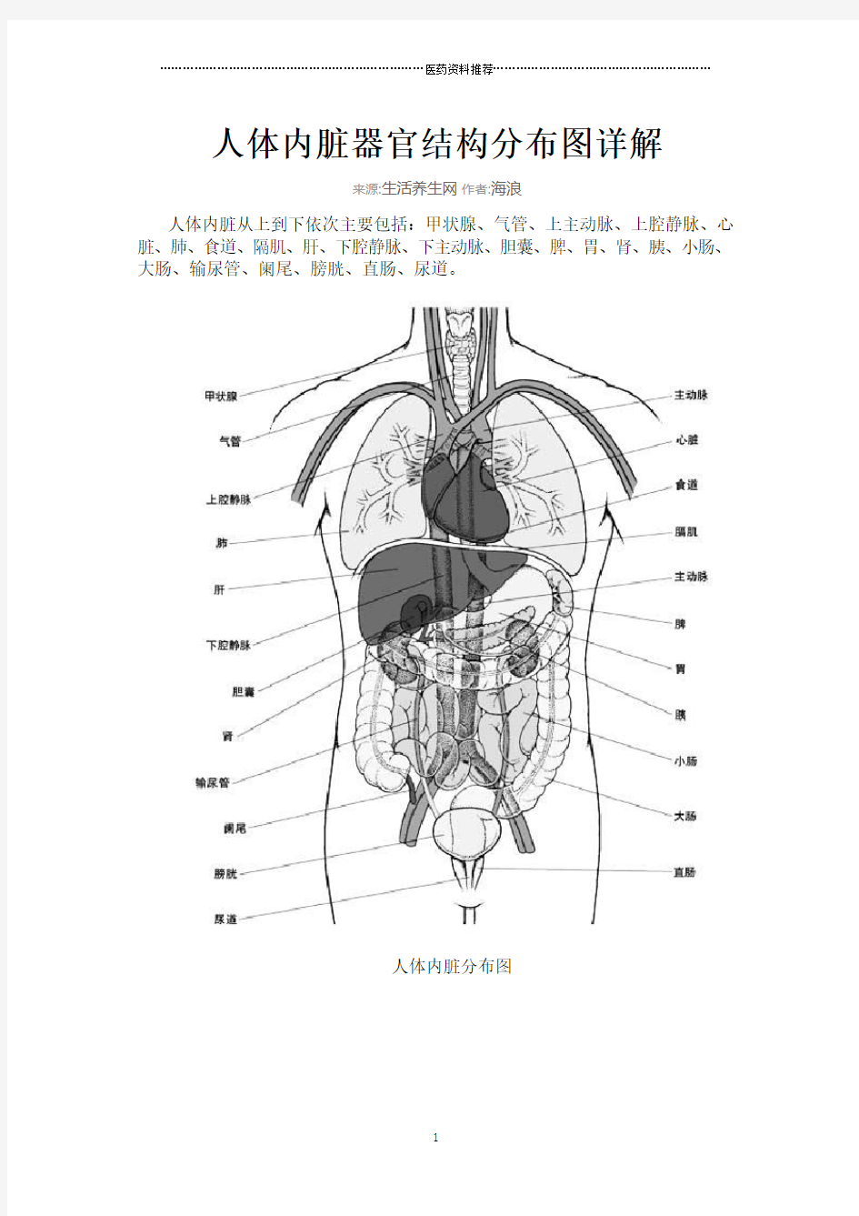人体内脏器官结构分布图详解精编版
