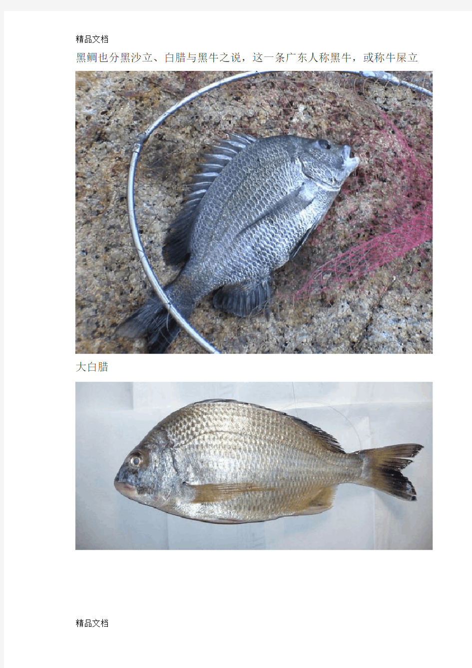 (整理)海南常见海鱼品种