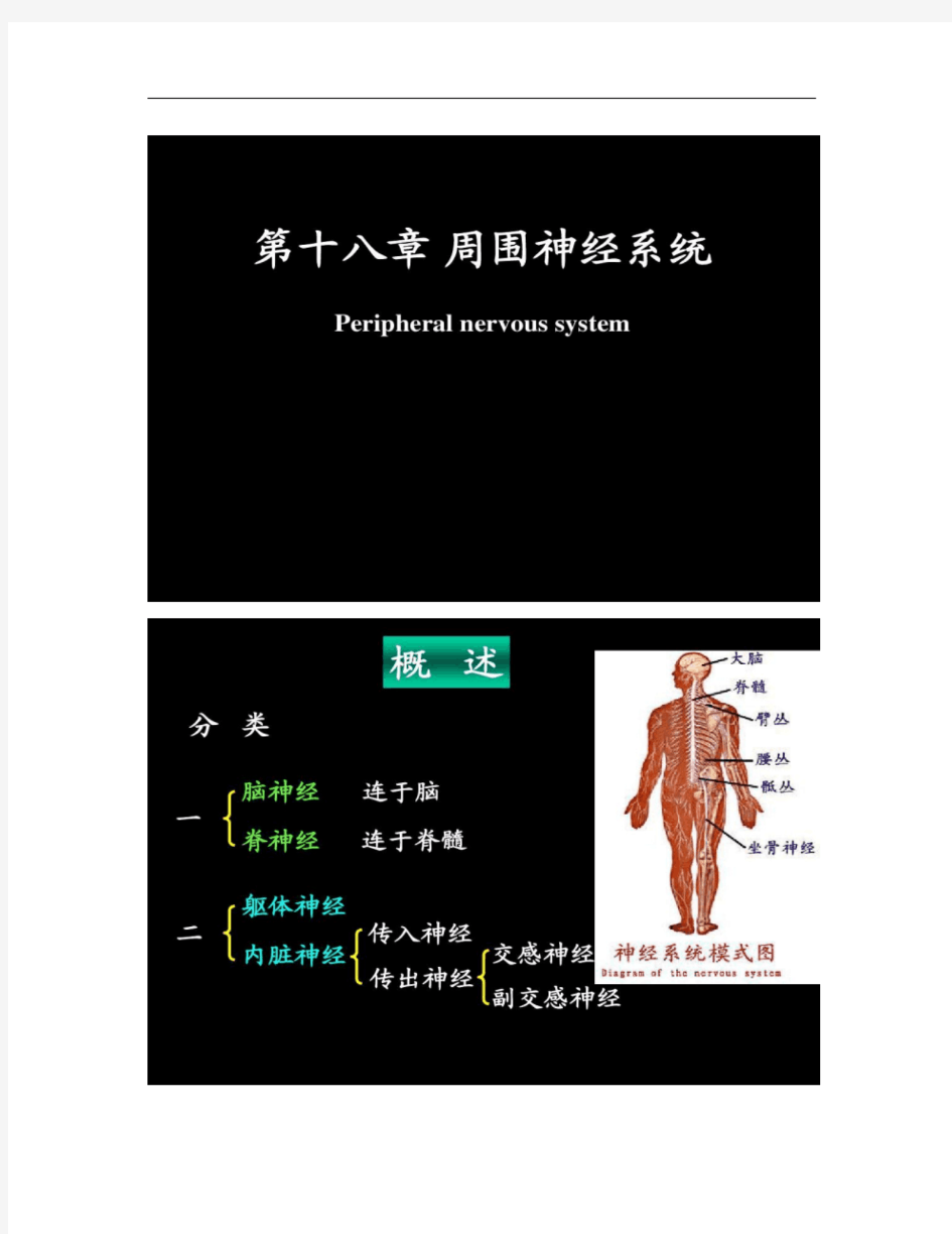 脊神经解剖图.