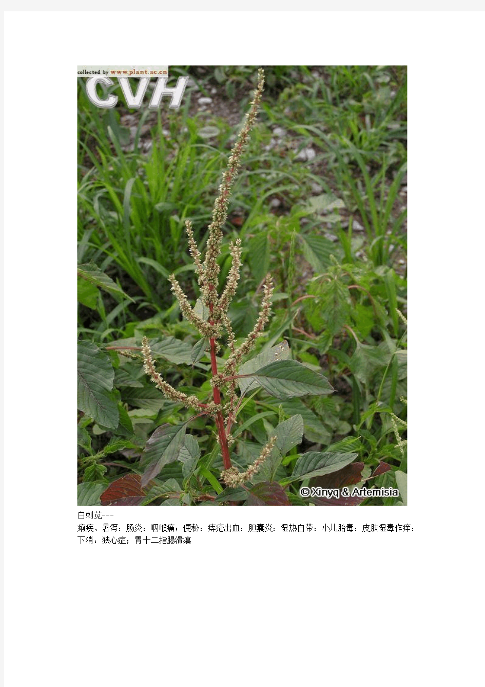 常见野外植物用途(附图片)