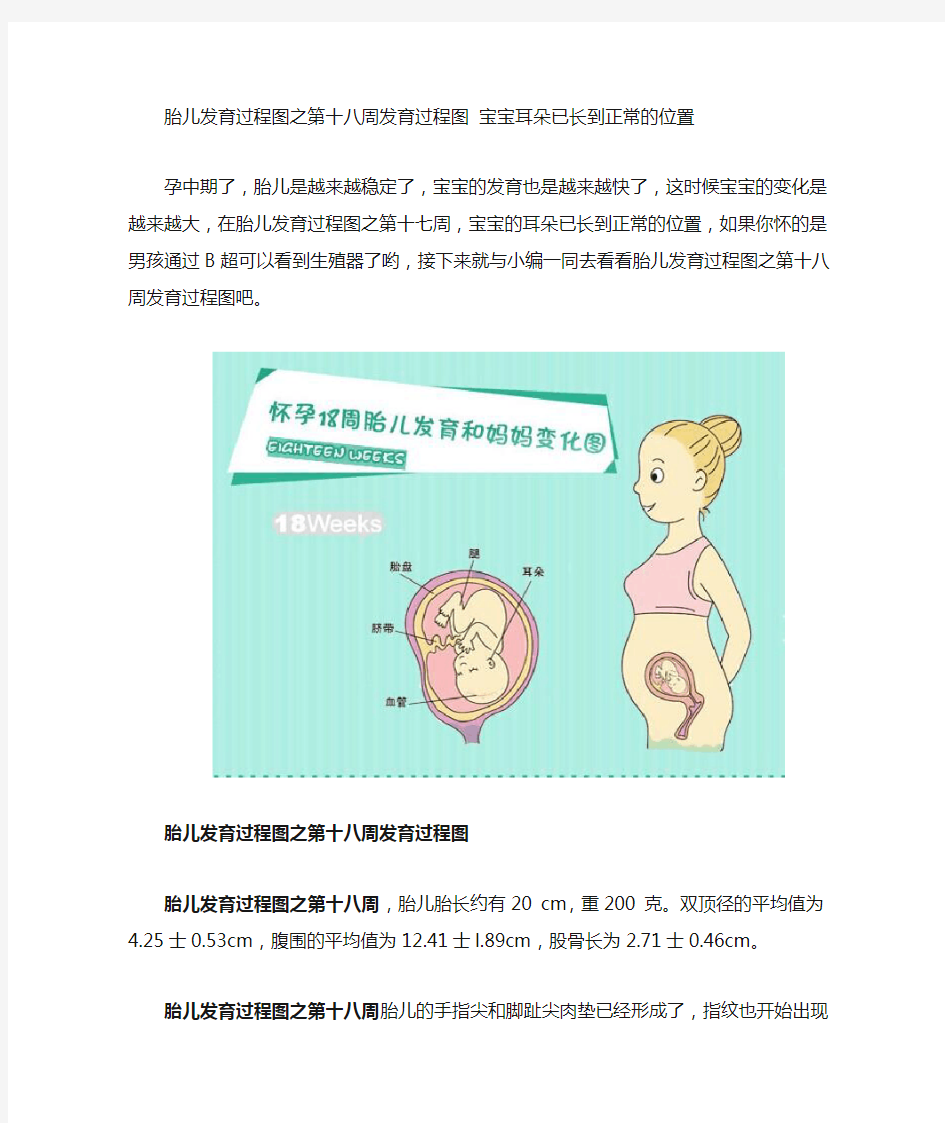 胎儿发育过程图之第十八周发育过程图