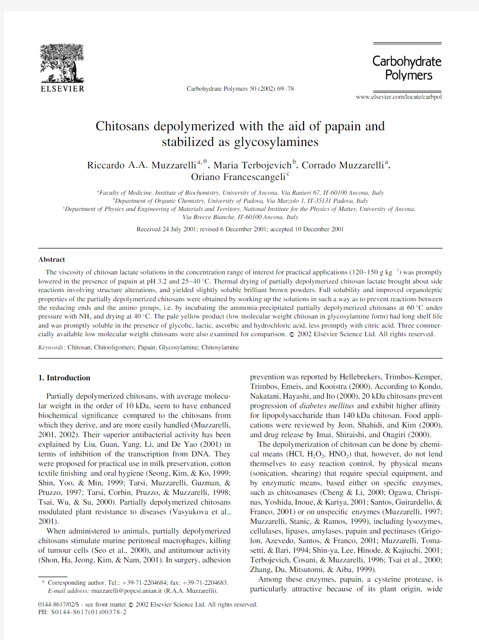Chitosans depolymerized with the aid of papain and stabilized as glycosylamines