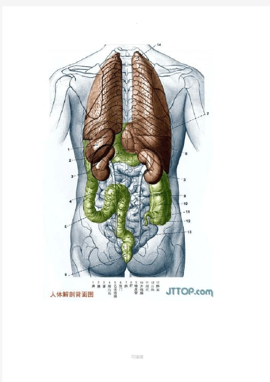 高清人体各个器官及结构解剖图(彩图版)