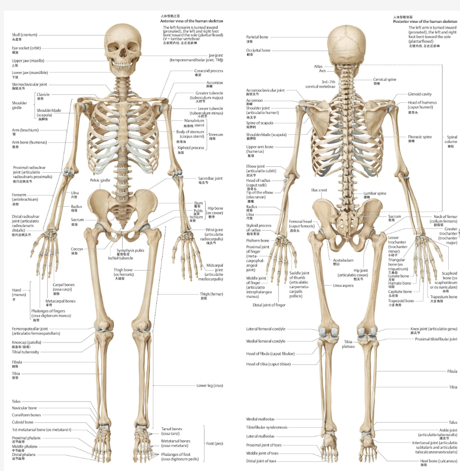 高清人体全身骨骼挂图(双语)