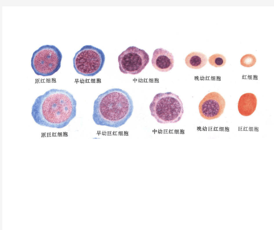 血细胞发育图