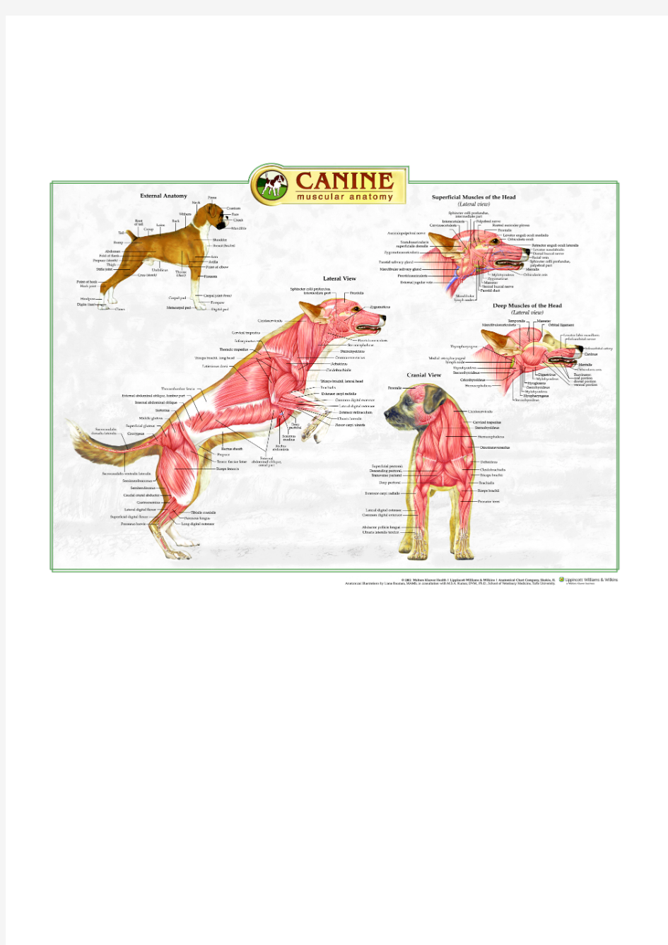 犬肌肉解剖学图(英)