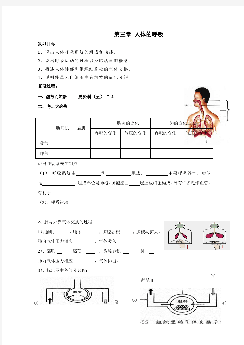 七年级生物人体的呼吸