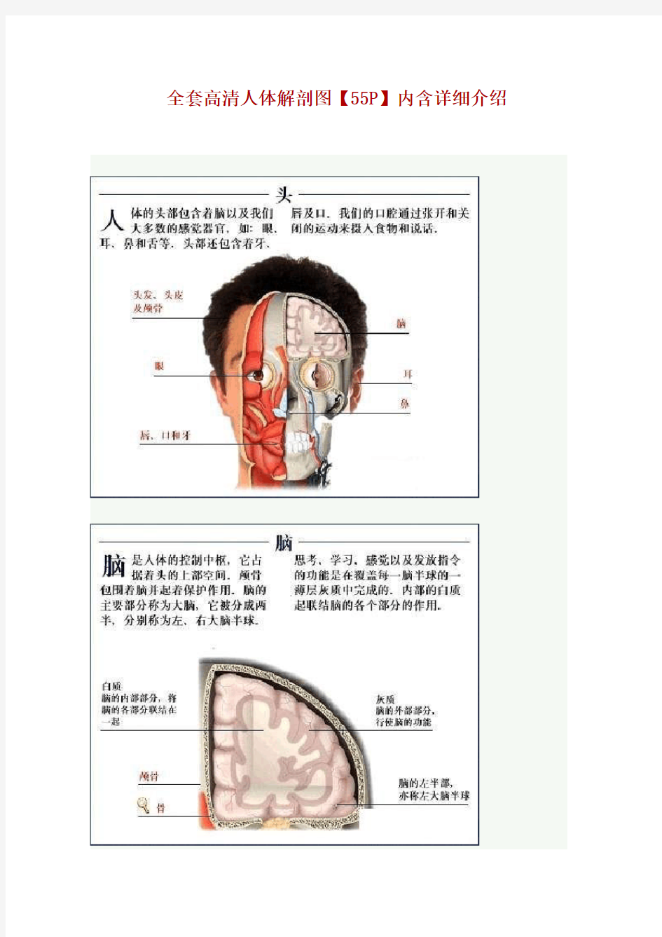 全套高清人体解剖图内含详细介绍