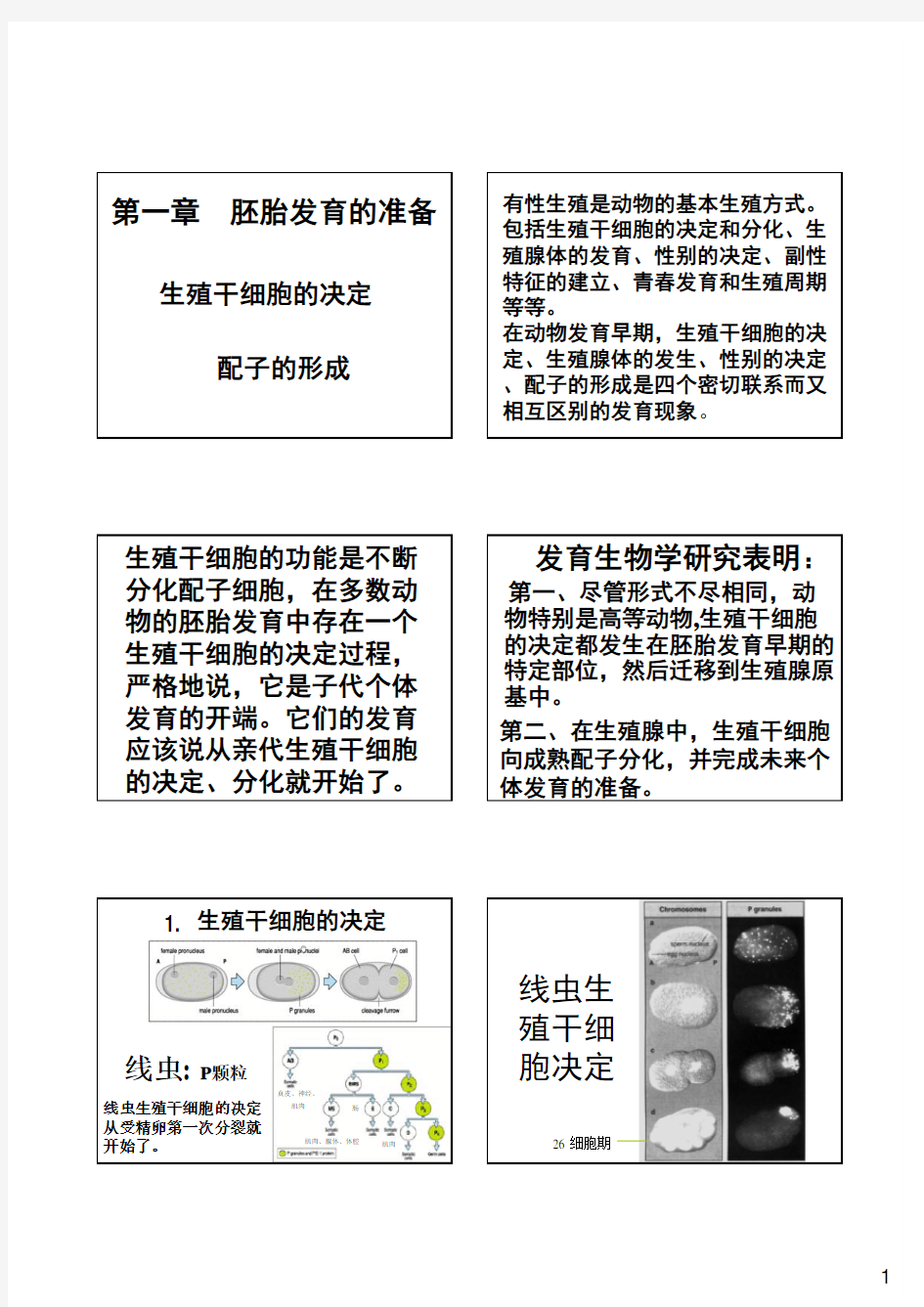 发育生物学第1章果蝇生殖干细胞决定