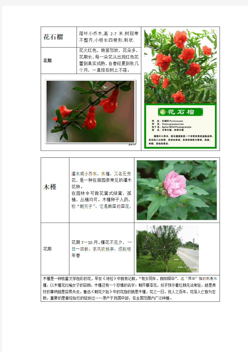 城市道路绿化树种和地被植物