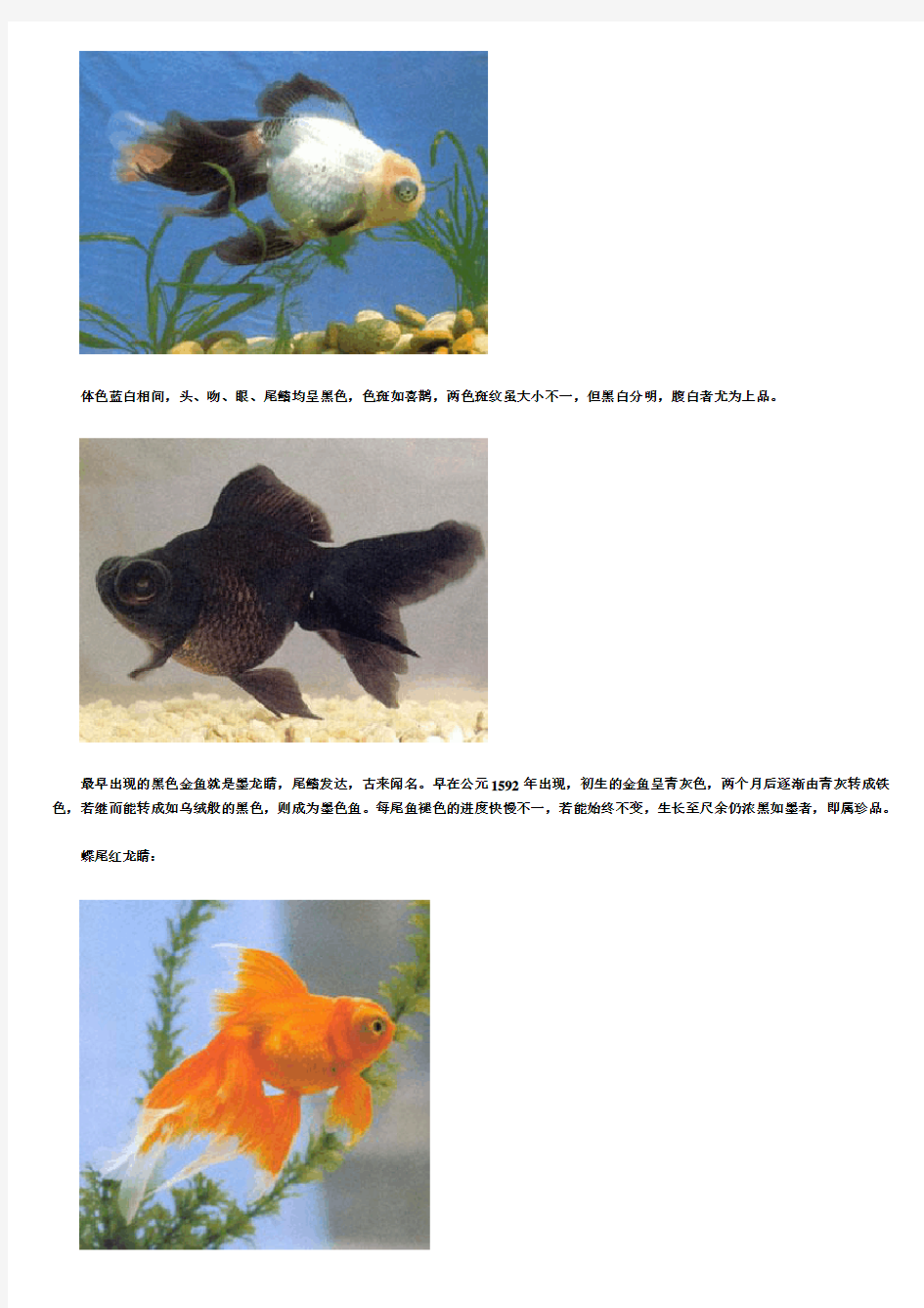 金鱼种类大全(彩图版)