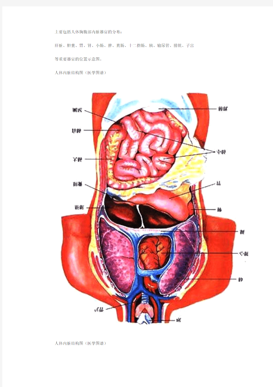 人体腹部器官图