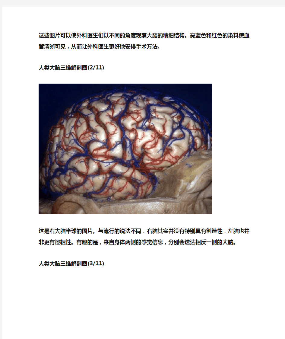 人类大脑三维解剖图