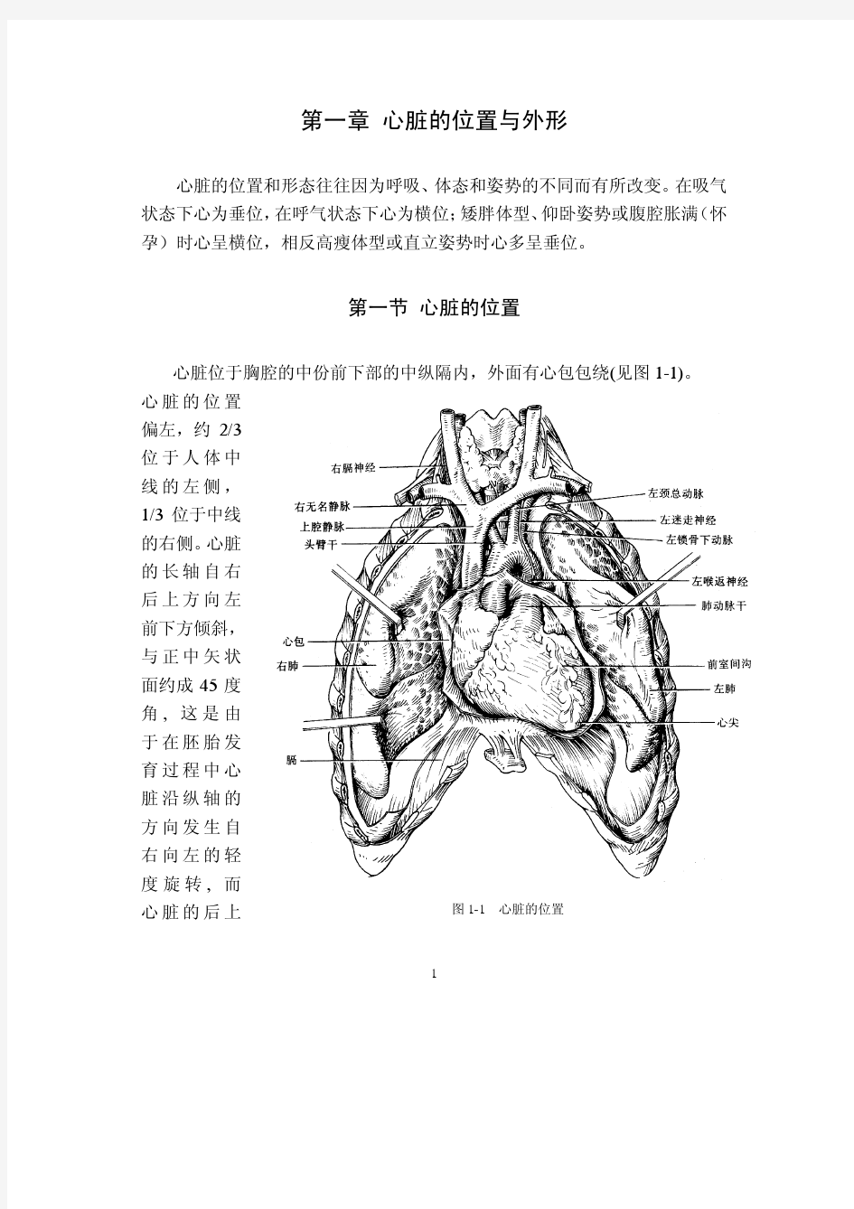 心脏解剖学