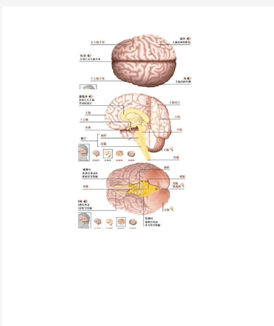 脑部结构及功能